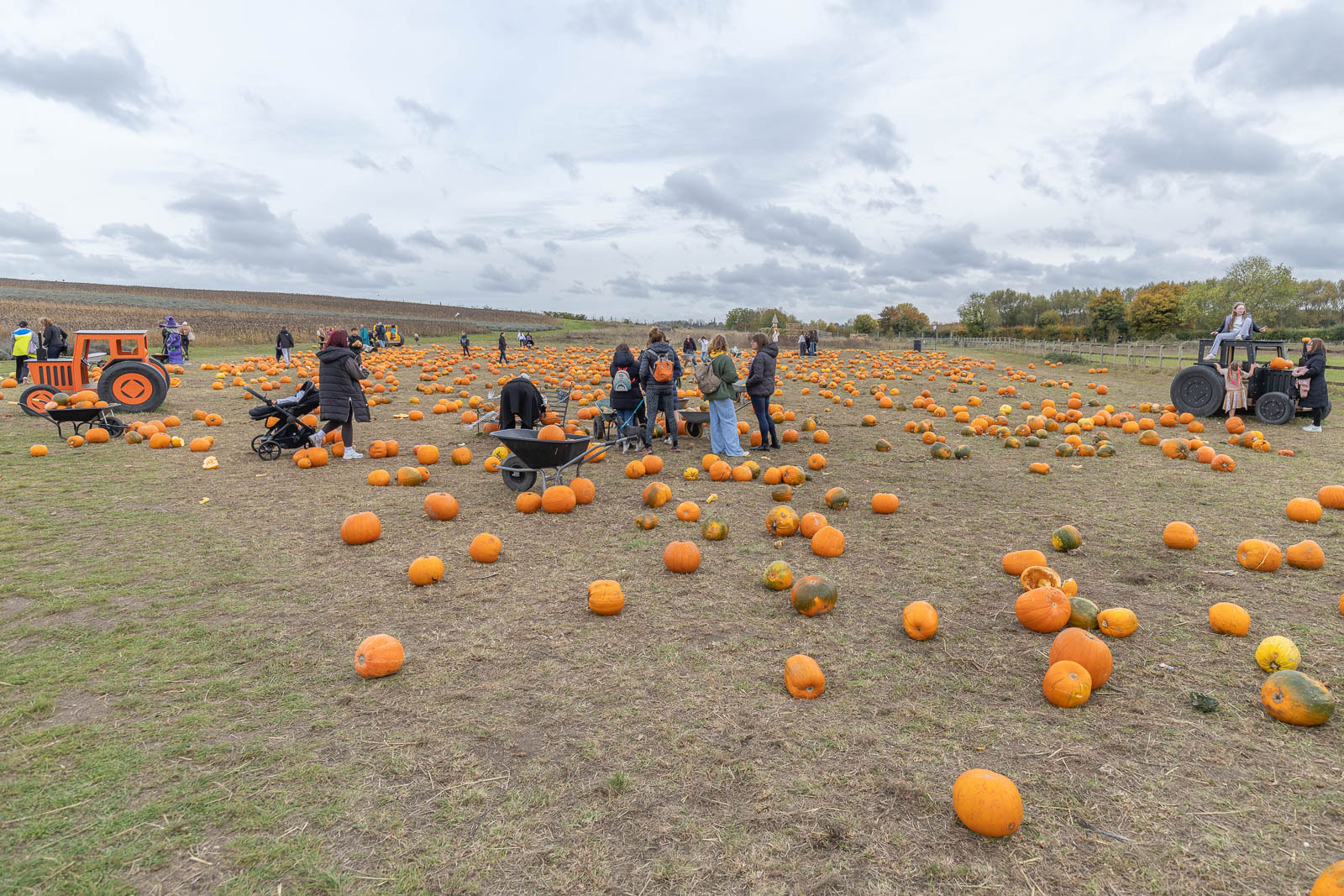 Halloween at The Lavender Fields  